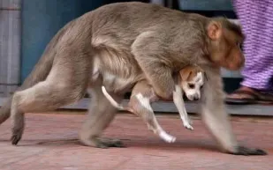 هل تنتقم الحيوانات مثل البشر؟ قبيلة قرود تقتل 250 كلبًا (فيديو)