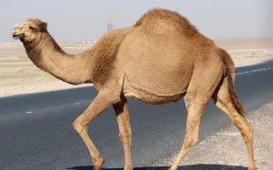 جمل غاضب يقتل شابًّا بضربة واحدة