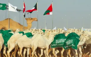 كم تبلغ جوائز مهرجان الملك عبدالعزيز للإبل؟