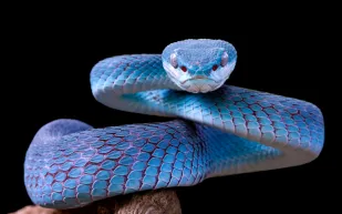 لماذا لا نرى الثعابين في السعودية شتاءً؟ 