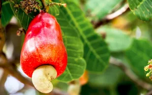 فوائد الكاجو للمتزوجين ووظائف مكوناته الغذائية