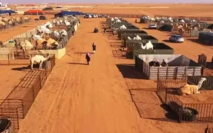 السعودية تشهد إقامة أول فندق 5 نجوم في العالم للإبل