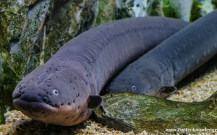 بعد الجدل الواسع.. هل سمكة القرموط الأخطر في العالم؟