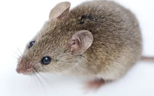  فأر يأكل شاورما بأحد مطاعم بجدة (فيديو)