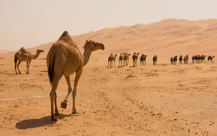 فوائد لحم الجمل للرجال وقيمته الغذائية