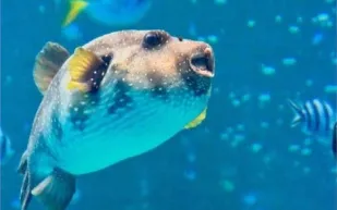 لقطات نادرة.. سمكة تنطح رجلاً وتتسبب في إغمائه (فيديو)