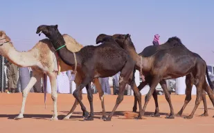 السعودية أول دولة في العالم تصدر بطاقات شخصية للإبل 