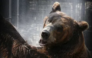 رجلان يتشاركان التدريب مع دب وسط الغابات الروسية (فيديو)