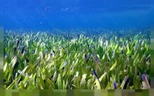 اكتشاف أكبر نبتة في العالم بحجم أكبر من مدينة مانهاتن 3 مرات