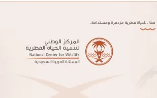 أول مولود للمها العربية بالسعودية بعد غياب 90 عامًا