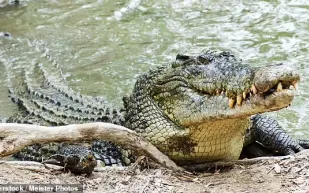 التماسيح والسلاحف يمنحان البشر سر الحياة حتى 150 عامًا