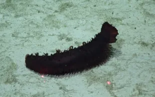 اكتشاف أكثر من 39 نوعًا جديدًا من الكائنات البحرية (صور)