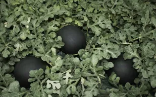 أغلى الأطعمة في العالم.. بينها البطيخ الأسود