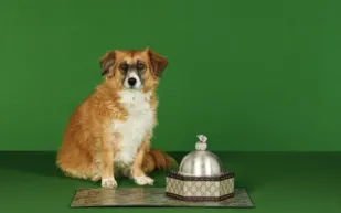 «جوتشى» تطرح منتجات فاخرة للحيوانات بأسعار تصل إلى 5 آلاف جنيه إسترليني!