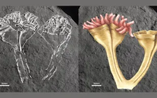 العثور على أول حيوان مفترس على الأرض.. عمره 560 مليون سنة 