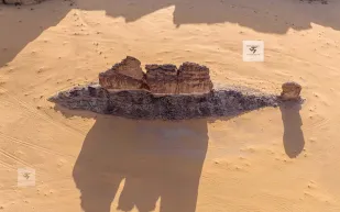 سمكة الصحراء بالعلا تجذب أنظار السعوديين.. فما قصتها؟ 