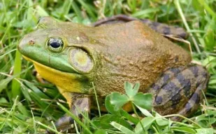 العالم  يخسر 16 مليار دولار بسبب ضفدع وثعبان.. فما القصة؟