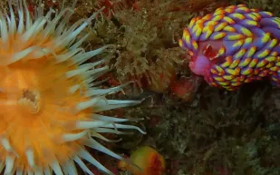 العثور على مخلوق بحري يظهر لأول مرة في بريطانيا (صور)