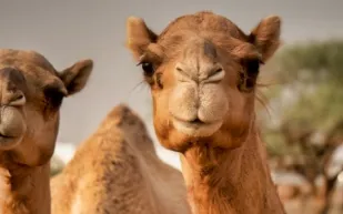 جمل بسنام غريب يثير الدهشة... فما تفسير ذلك؟ (فيديو)