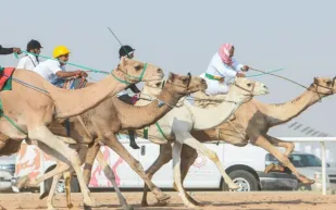  شجاعة شاب سعودي تنقذ طفلاً من الموت المحقق دهسًا بأقدام الإبل (فيديو)