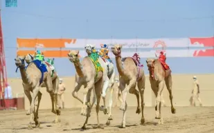 ما أغلى جائزة في مهرجان ولي العهد للهجن؟