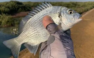 علماء يكتشفون سمكة «نادرة» في السعودية