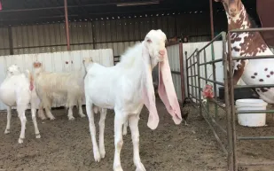 بجوائز مليون ريال.. انطلاق كرنفال «مزرعة لماح» لجمال الماعز الحجازي 