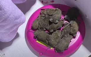 بسبب «القنبلة الثلجية».. السماء تُمطر «خفافيش» في ولاية تكساس