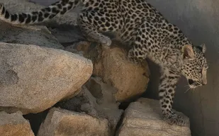 الهيئة الملكية لمحافظة العُلا تحتفل بـ «يوم النمر العربي»