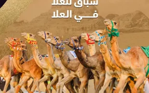 "كأس العُلا للهجن".. تجربة مميزة تربط بين الماضي والحاضر