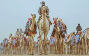 كأس العُلا للإبل.. فعاليات باهرة وجوائز بالملايين