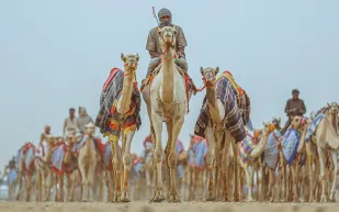 «80 مليون ريال جوائز».. المنافسات والعروض الاستثنائية تُشعل «كأس العُلا للهجن»