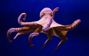 أخطبوط عملاق يسحب غطاسًا كنديًّا تحت الماء (فيديو) 