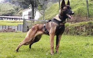 كولومبيا بالكامل تبحث عن كلب مفقود.. ما القصة؟