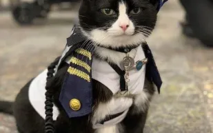 مطار سان فرانسيسكو يعين قطًا لتهدئة المسافرين.. ما القصة؟