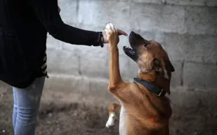 عائلة أمريكية تطلب "مربية كلاب" براتب 127 ألف دولار سنويًا