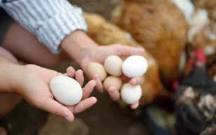 البيضة أولاً أم الدجاجة؟ دراسة تحسم الجدل 