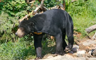 جدل حول دب غريب في الصين.. حيوان أم شخص متنكر؟