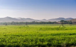 السعودية تدخل موسوعة "غينيس" بأكبر مزرعة مستدامة على مستوى العالم