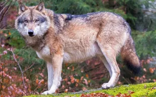 ذئاب ودببة جائعة في شوارع إسطنبول تثير الرعب! (فيديو)