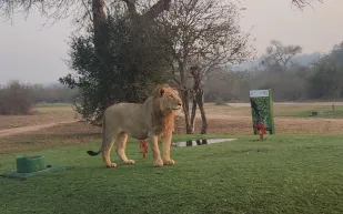 وسط الأسود والفيلة.. شاهد الملعب الأكثر وحشية في العالم