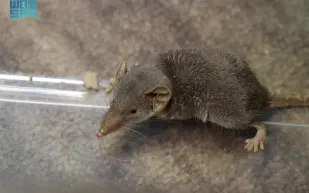  لأول مرة في المملكة.. اكتشاف حيوان "الزبابة الظفارية"