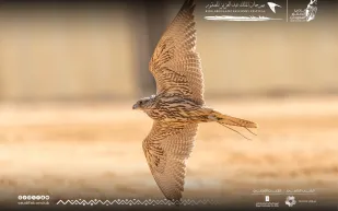 28 صقرًا إلى الأشواط النهائية في مهرجان الملك عبدالعزيز للصقور