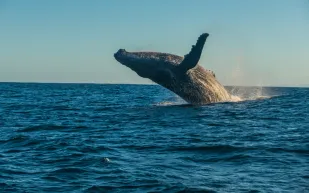 لأول مرة.. علماء يتواصلون مع  حوت لمدة 20 دقيقة