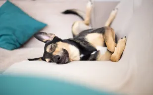 هل تحلم الكلاب مثل البشر؟.. دراسة جديدة توضح