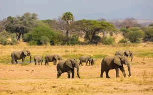 نفوق عشرات الأفيال الإفريقية بطريقة غامضة.. فما السبب وراء ذلك؟