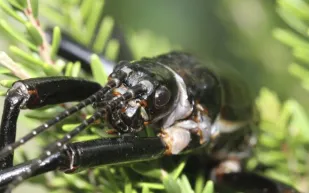 حشرات "جراد البحر" الأسترالية تعود من الانقراض (فيديو)