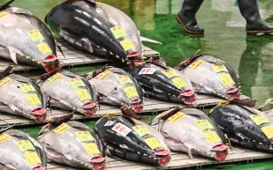 بيع سمكة تونة زرقاء ضخمة بما يقرب من 800 ألف دولار