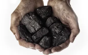 ثورة في إنتاج العلف الحيواني .. علماء صينيون ينجحون في تحويل الفحم إلى بروتين!