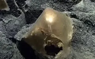 كائن بحري غامض يثير حيرة العلماء!